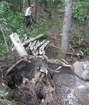 volunteer winches stump from granite culvert