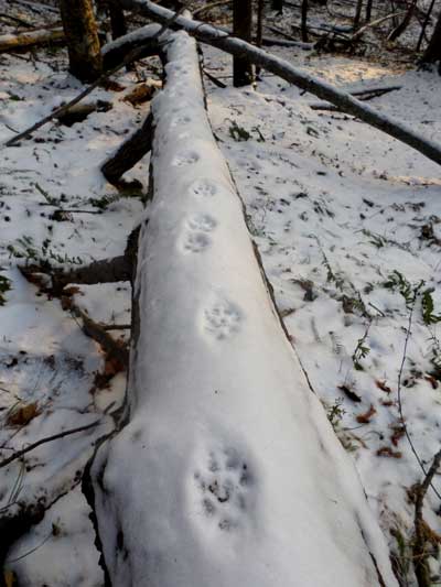 tracks in snow