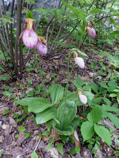 flowering plant