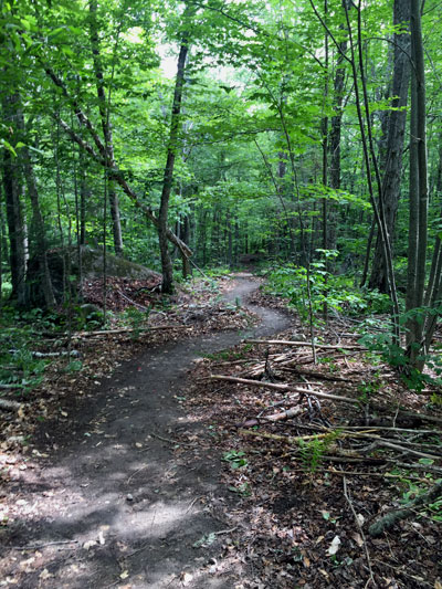 trail in woods