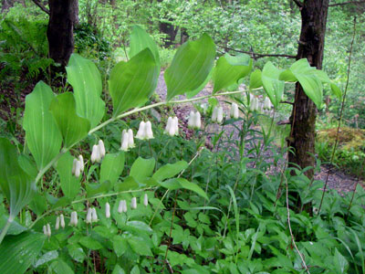 solomons seal flower