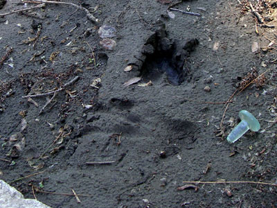 deer track