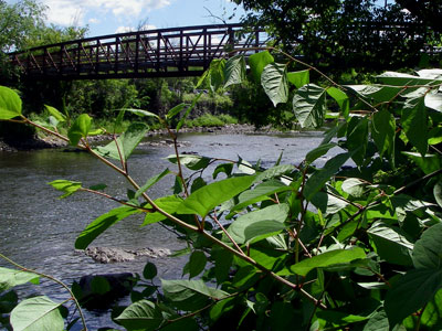 knotweed by trail bridge