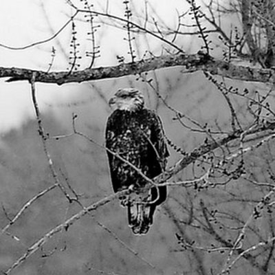 photo by Stefan Hard of eagle