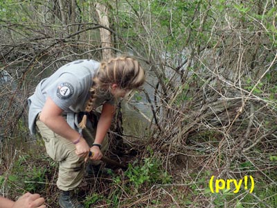 NCCC removes invasive plants