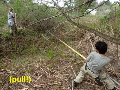 NCCC removes invasive plants