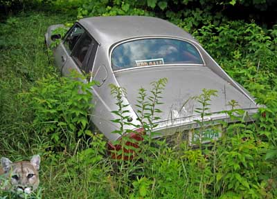 car in grass