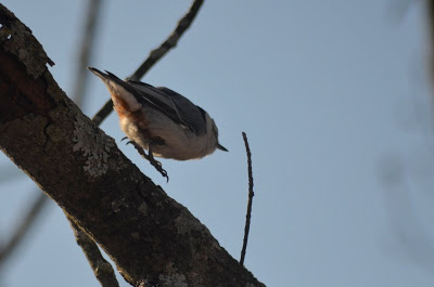 bird hopping