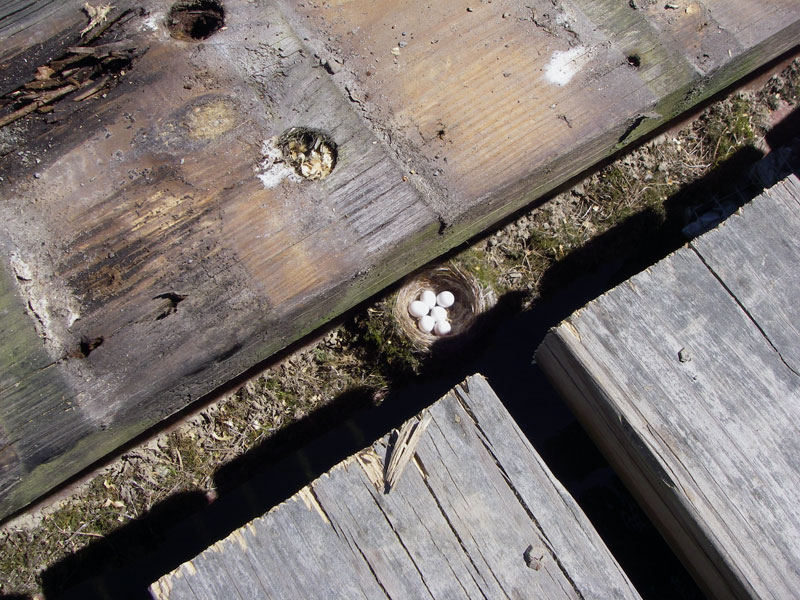 old deck with bird nest
