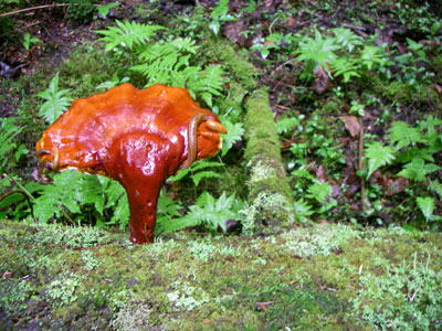 mushroom on log
