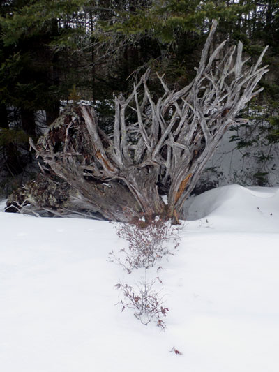 gnarled wood