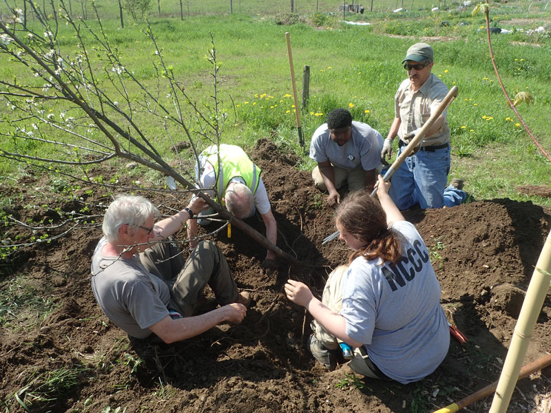 NCCC plants trees