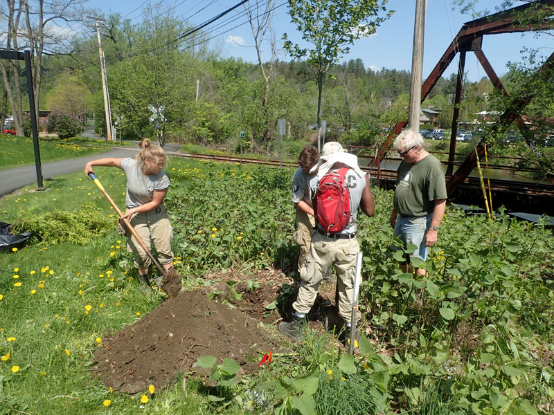 NCCC plants trees