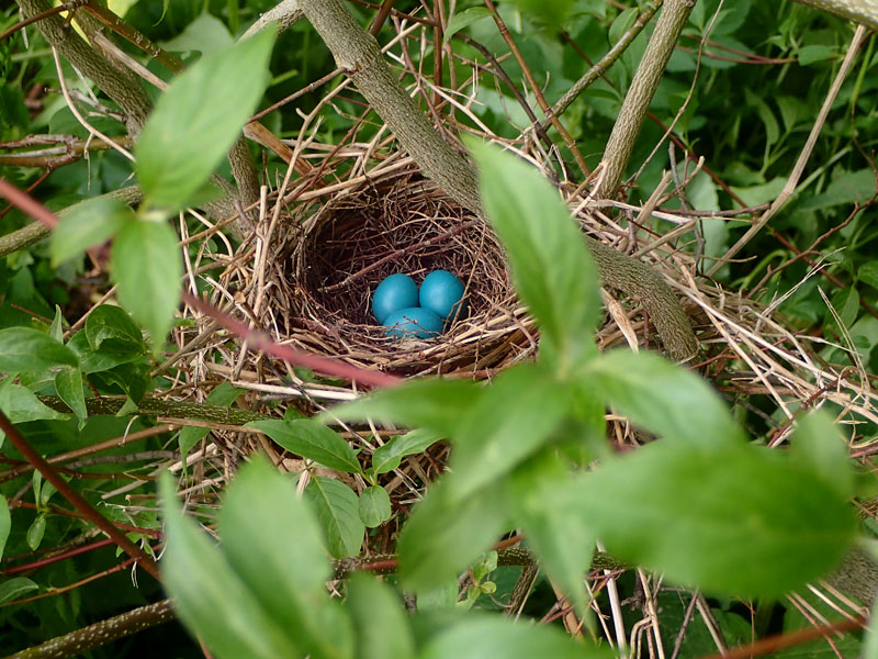 bird nest with blue eggs