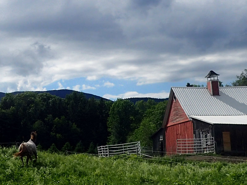 horse gallops by barn