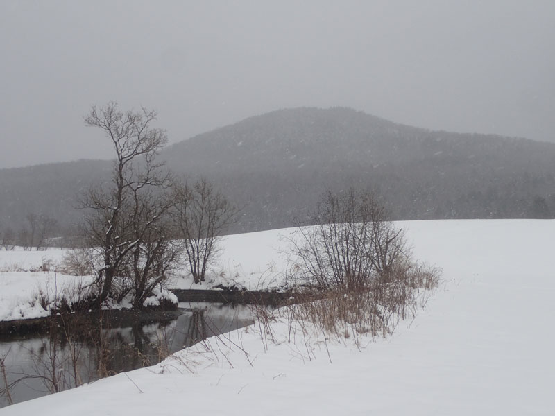 maple sugar lines and trail