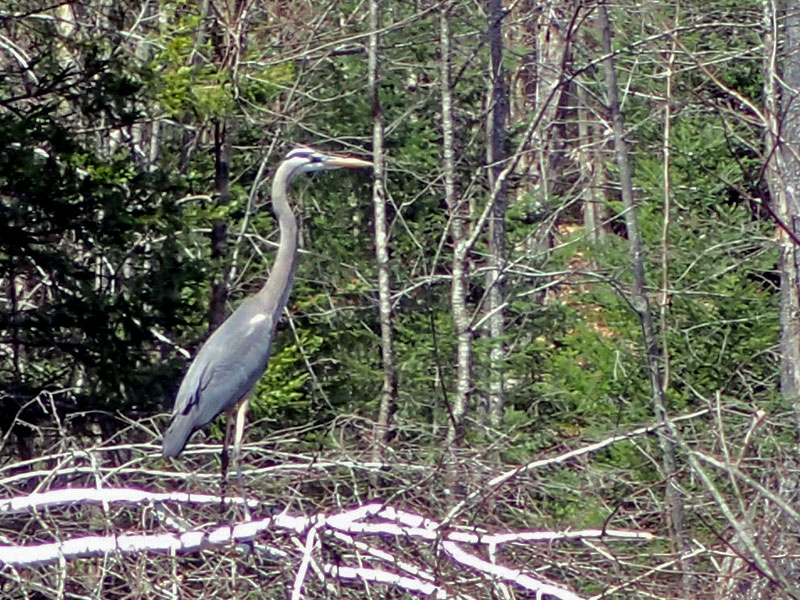 heron