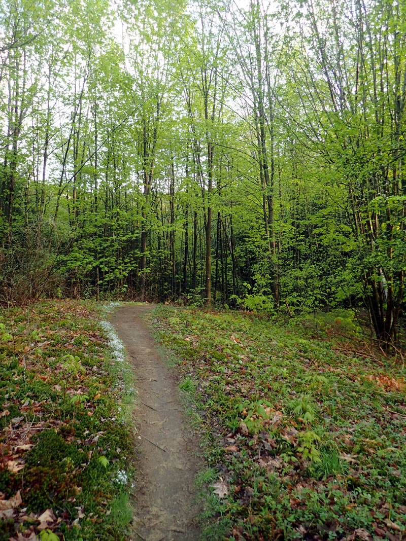trail with green trees