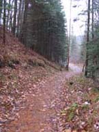 trail in woods Newbury
